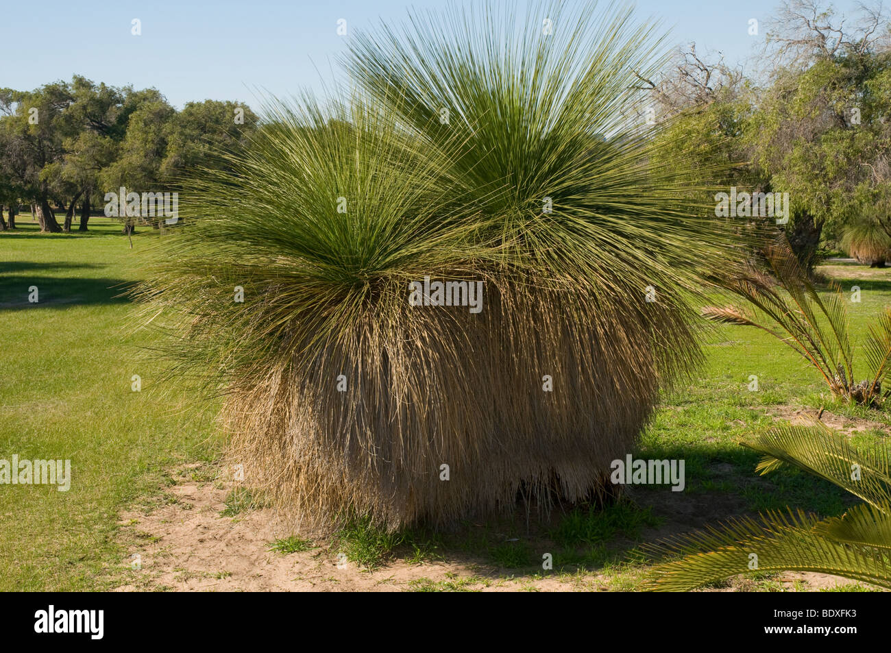 West Australian erba Xanthorrhoea ad albero Foto Stock