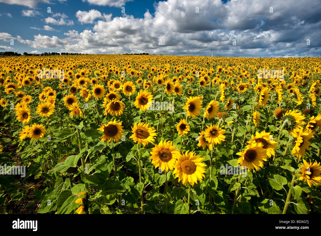 Campo di girasoli vicino a Hartlepool Tees Valley Foto Stock