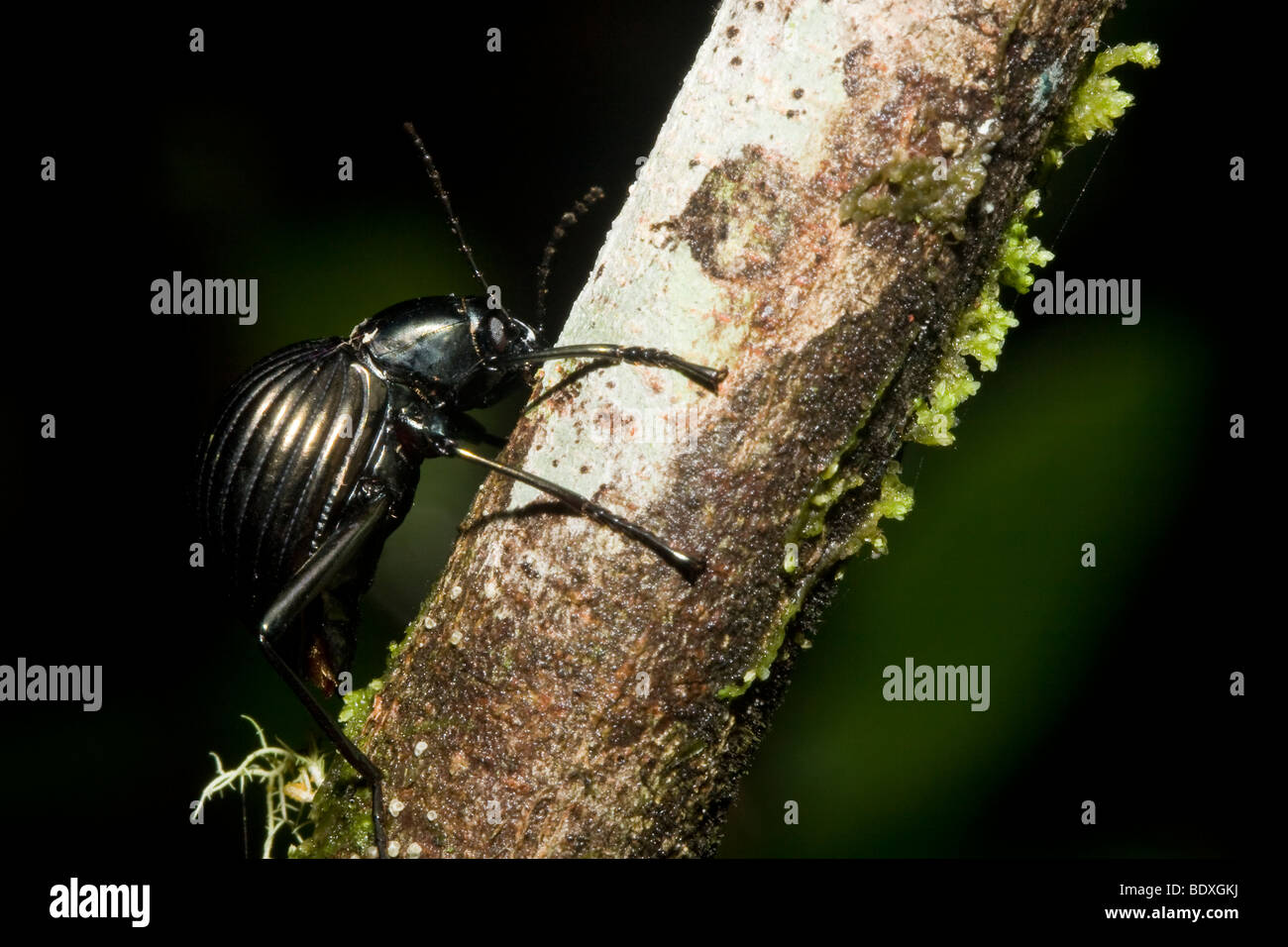 Un coleottero nero, ordine Coleoptera, salendo un ramo. Fotografato in Costa Rica. Foto Stock