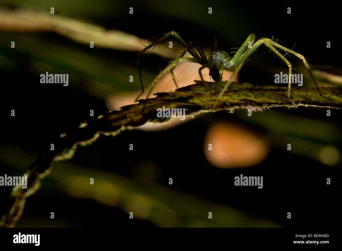 Una lince tropicale spider, famiglia Oxyopidae. Fotografato in Costa Rica. Foto Stock