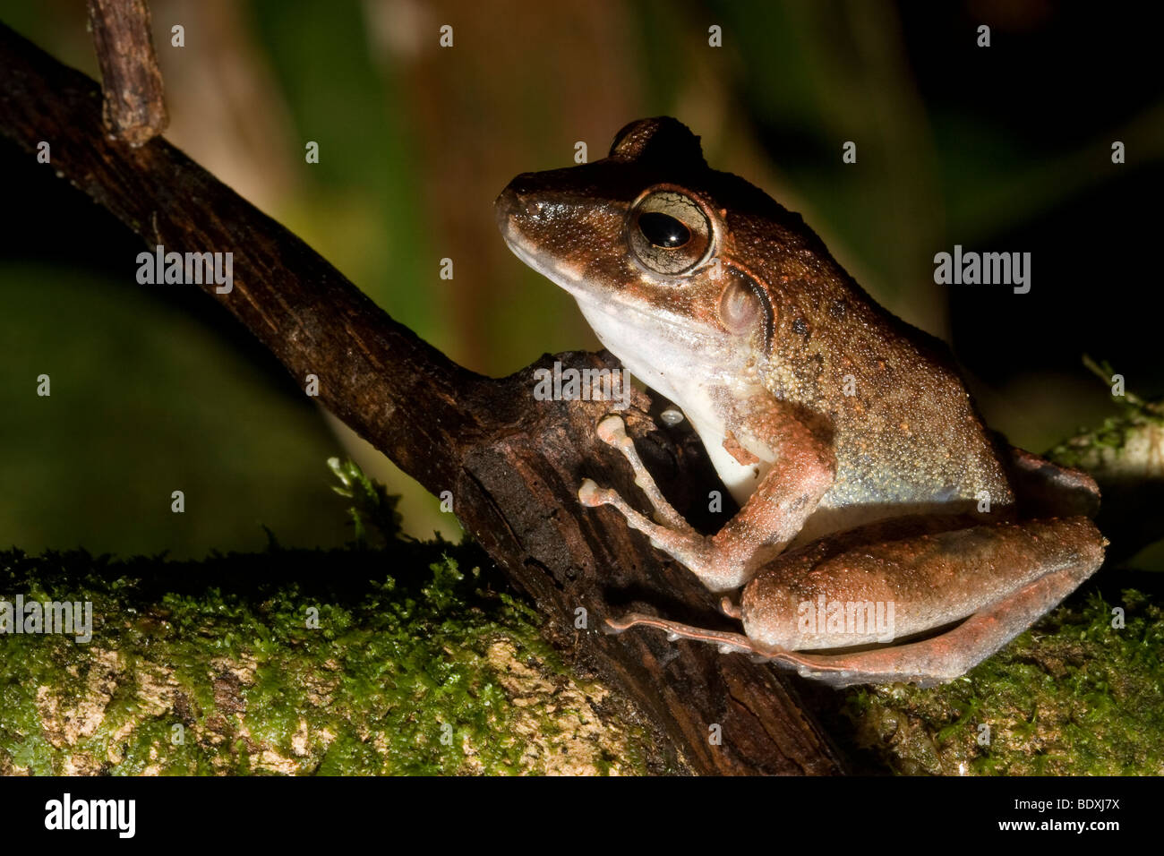 Fitzinger pioggia della rana, a.k.a., Fitzinger il rapinatore frog (Craugastor fitzingeri). Fotografato in Costa Rica. Foto Stock