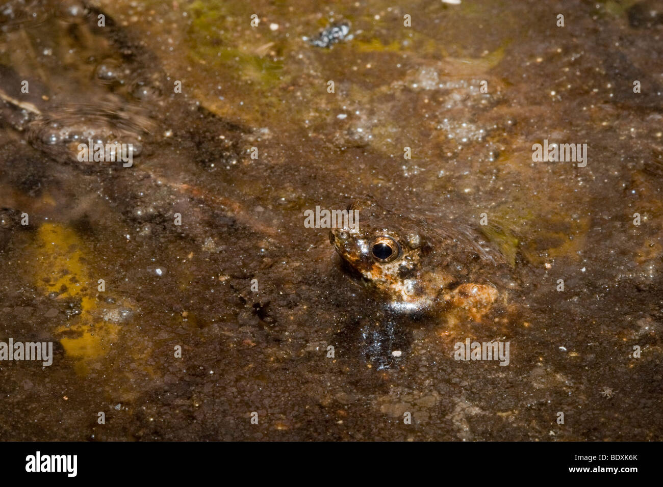 Un ben nascosto túngara frog (Engystomops pustulosus) emerge da un pool di torbida di acqua. Fotografato a Panama. Foto Stock