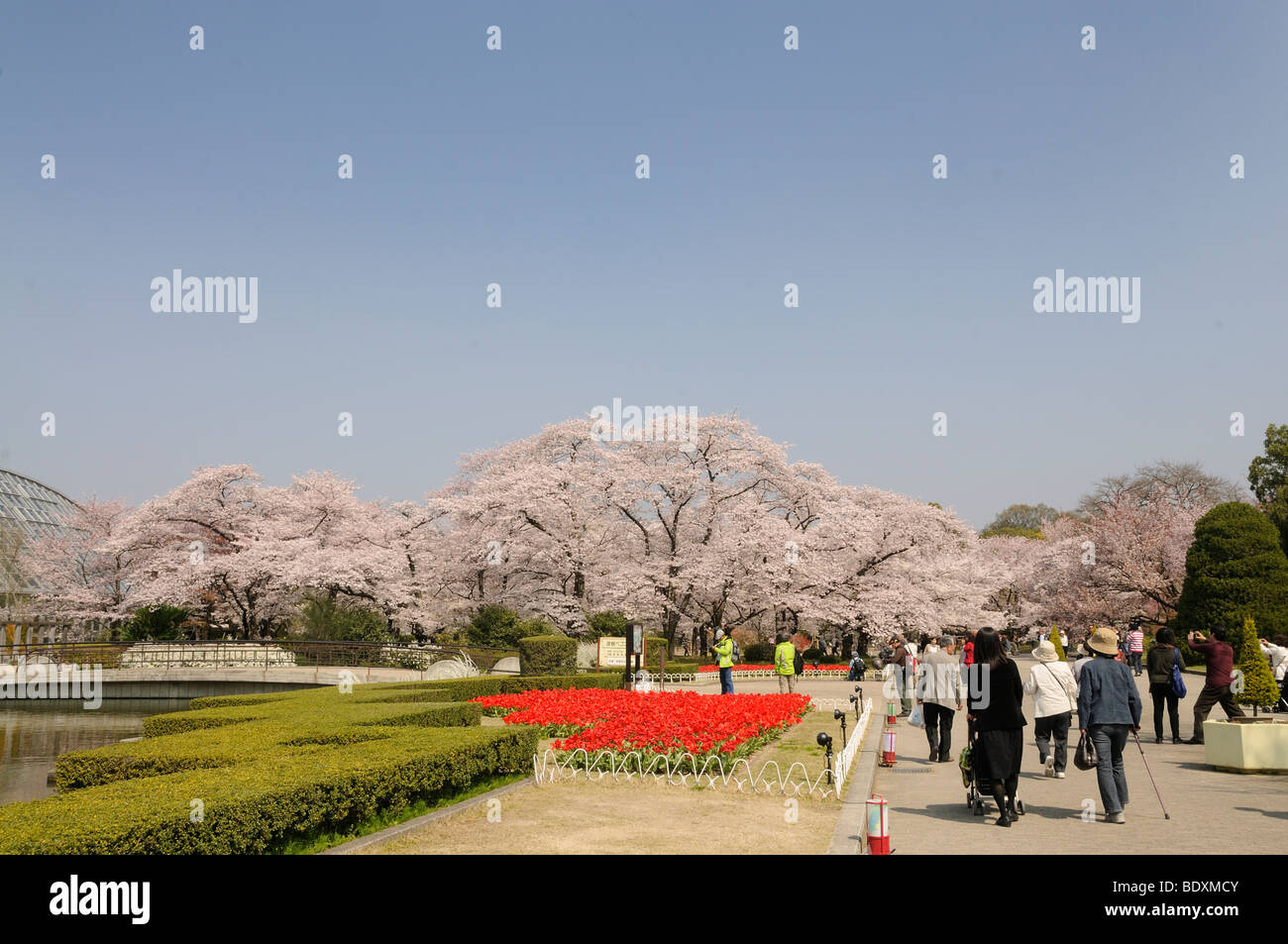 Cherry blossom, cherry blossom festival at the Botanical Garden in Kyoto, Japan, Asia Foto Stock