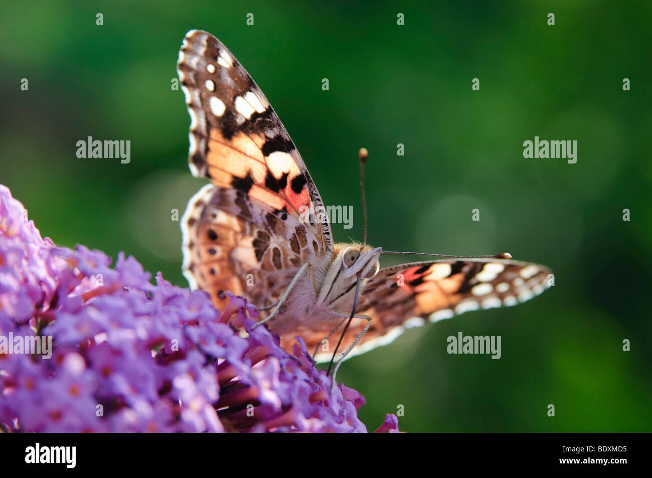 Dipinto di Lady (Vanessa cardui) seduto su un fiore di Estate lilla (Buddleja davidii) Foto Stock