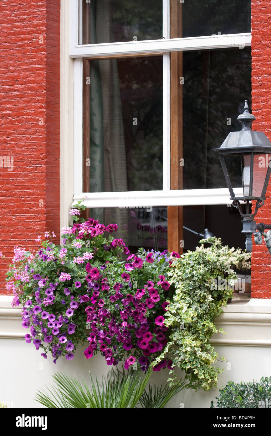 Window box in Amsterdam Foto Stock