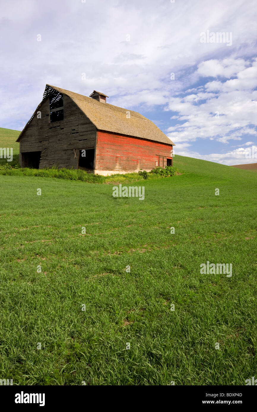 Un weathered fienile si erge tra questo campo di frumento primaverile in Washington orientale Palouse della regione. Foto Stock