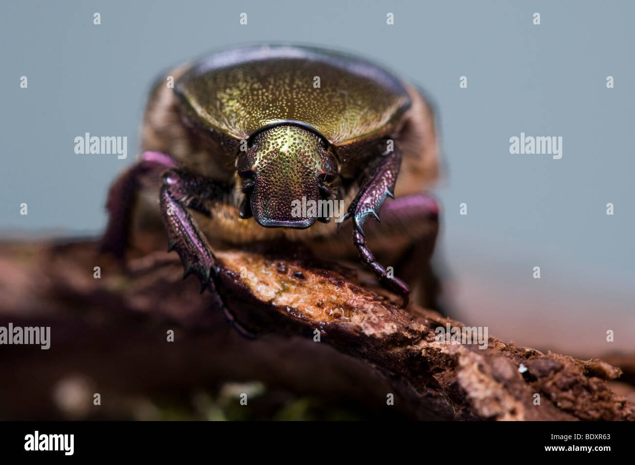 Rose (Chafer Cetonia aurata) Foto Stock