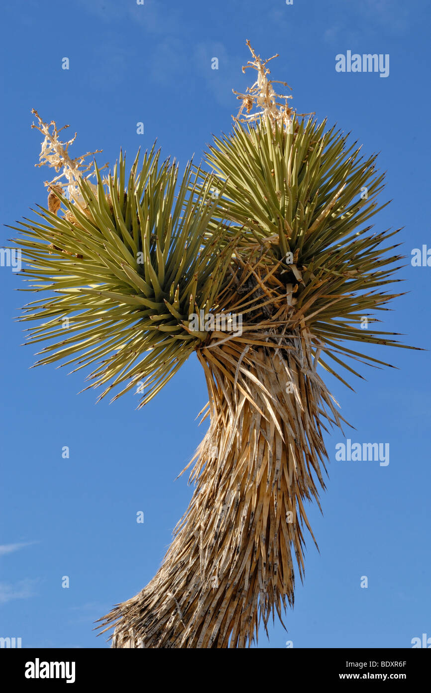 Il ramo di un albero di Giosuè, Yucca palm, o albero yucca (Yucca brevifolia), Joshua Tree National Park, Palm Desert, Califor meridionale Foto Stock