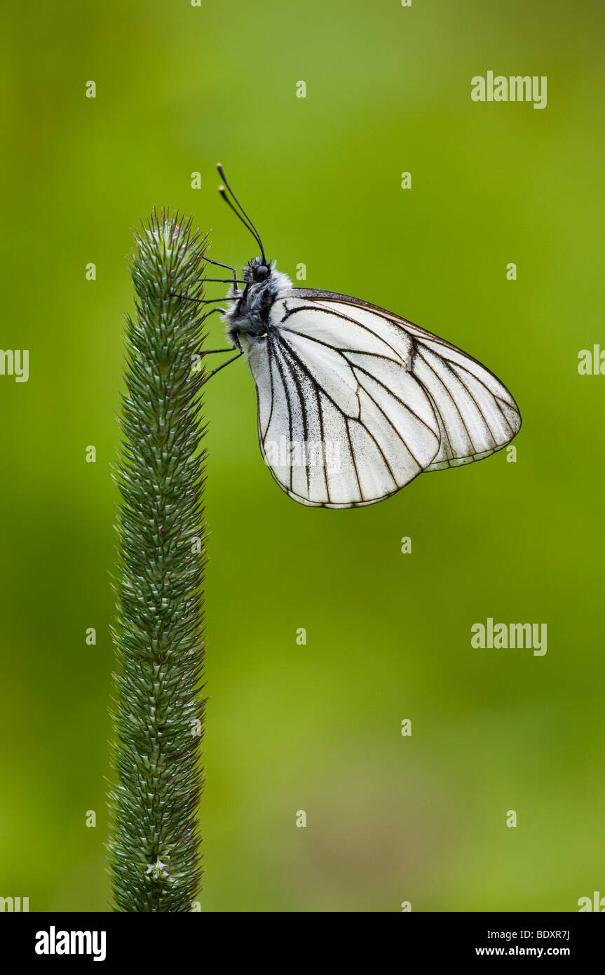 Nero-bianco venato (Aporia crataegi) Foto Stock