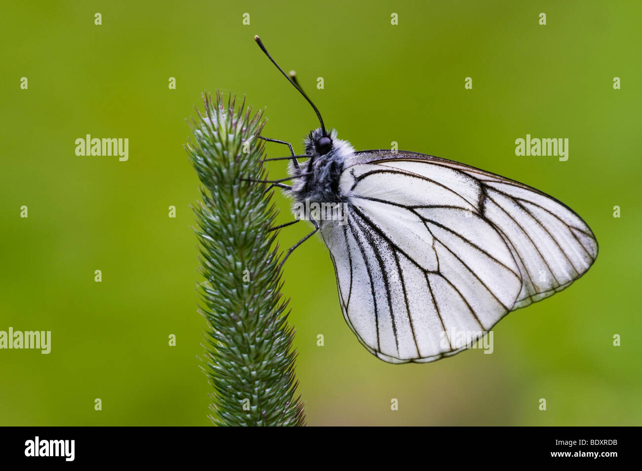 Nero-bianco venato (Aporia crataegi) Foto Stock