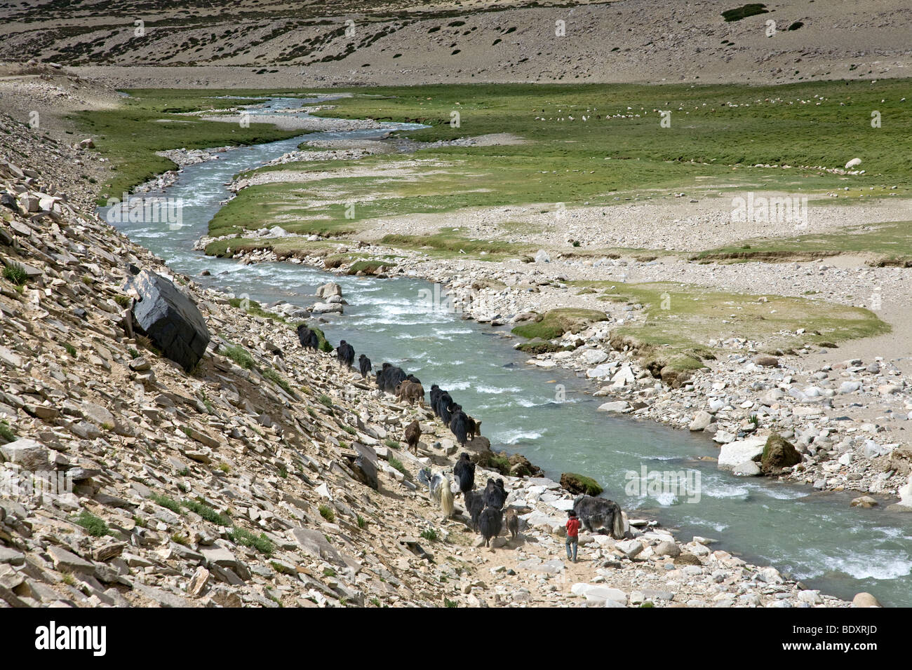 Allevamento di yak e giovane pastore. Rupsu Valley. Vicino al villaggio di Korzok. Ladakh. India Foto Stock