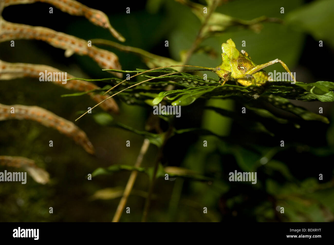 Una ben mimetizzata katydid, ordine Orthoptera, famiglia Tettigoniidae. Fotografato in Costa Rica. Foto Stock