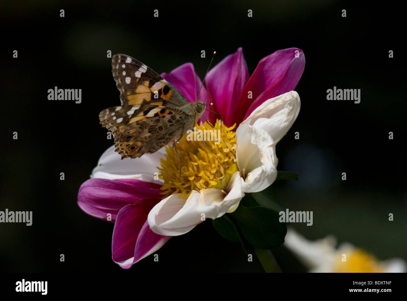 Farfalla sulla Dahlia 'Twinings Smartie' Foto Stock Farfalla sulla Dahlia 'Twinings Smartie' Foto Stock