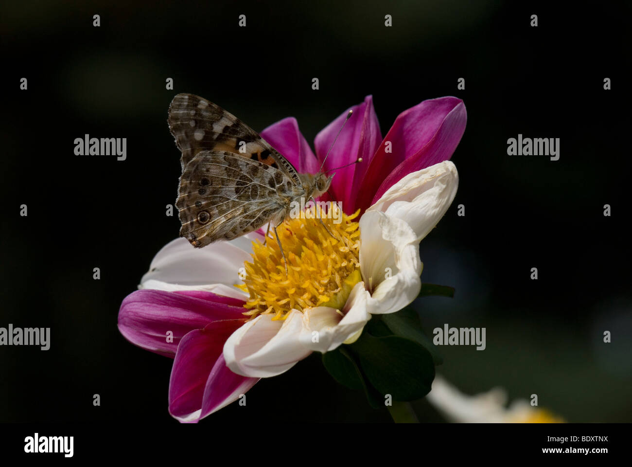 Farfalla sulla Dahlia 'Twinings Smartie' Foto Stock