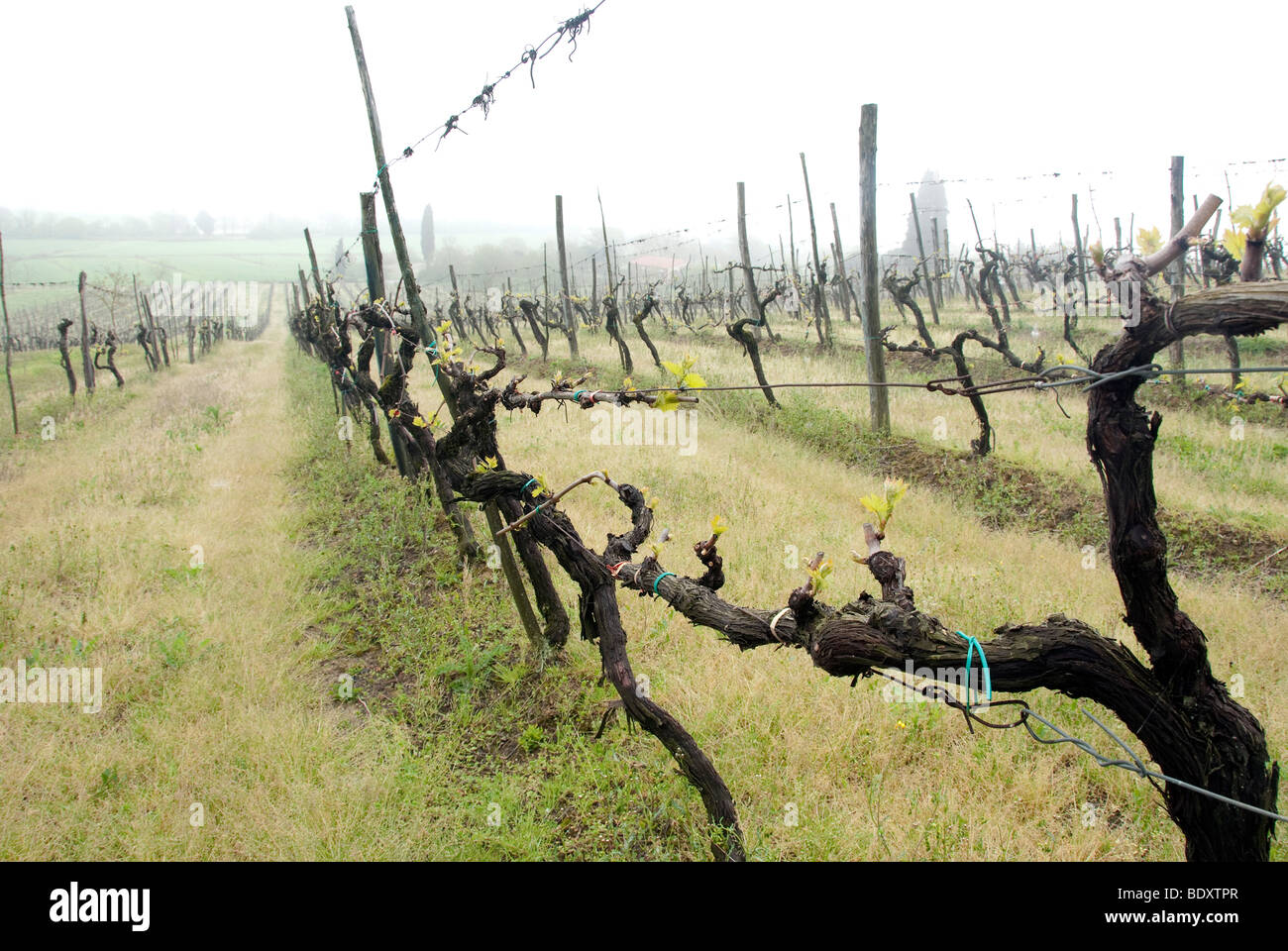 Foglie di uva irrompono nella vita in primavera, nella Val di Merse, Toscana Foto Stock