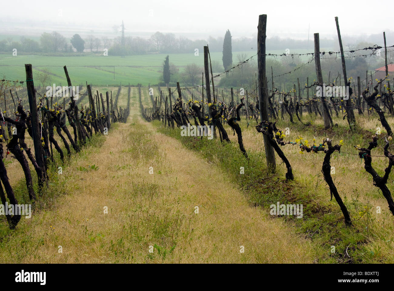 Foschia mattutina i vitigni come le foglie di uva irrompono nella vita in primavera, nella Val di Merse, Toscana Foto Stock