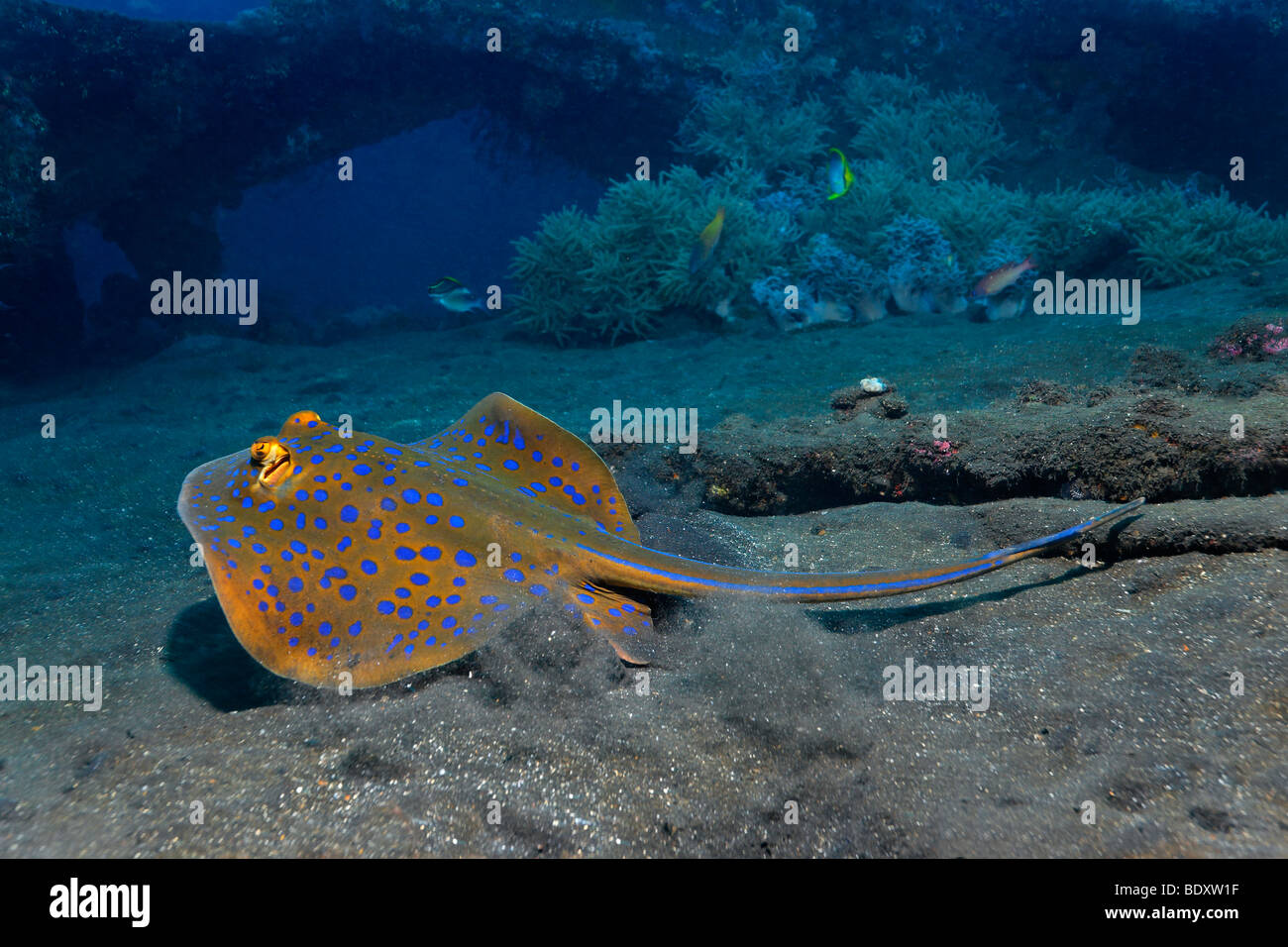 Bluespotted ribbontail ray o punto blu ray (Taeniura lymma) nuotare fino dal suolo sabbioso al Liberty relitto, Tulamben, B Foto Stock