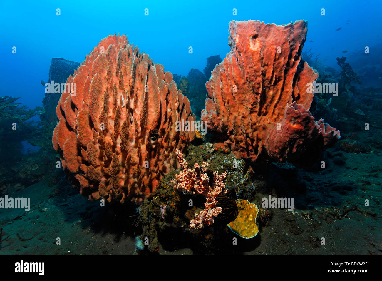Paesaggio subacqueo, vaso gigante spugna, (Xestospongia "testudinaria), Coral reef, Bali, isola, Lesser Sunda Islands, Mare di Bali, ho Foto Stock