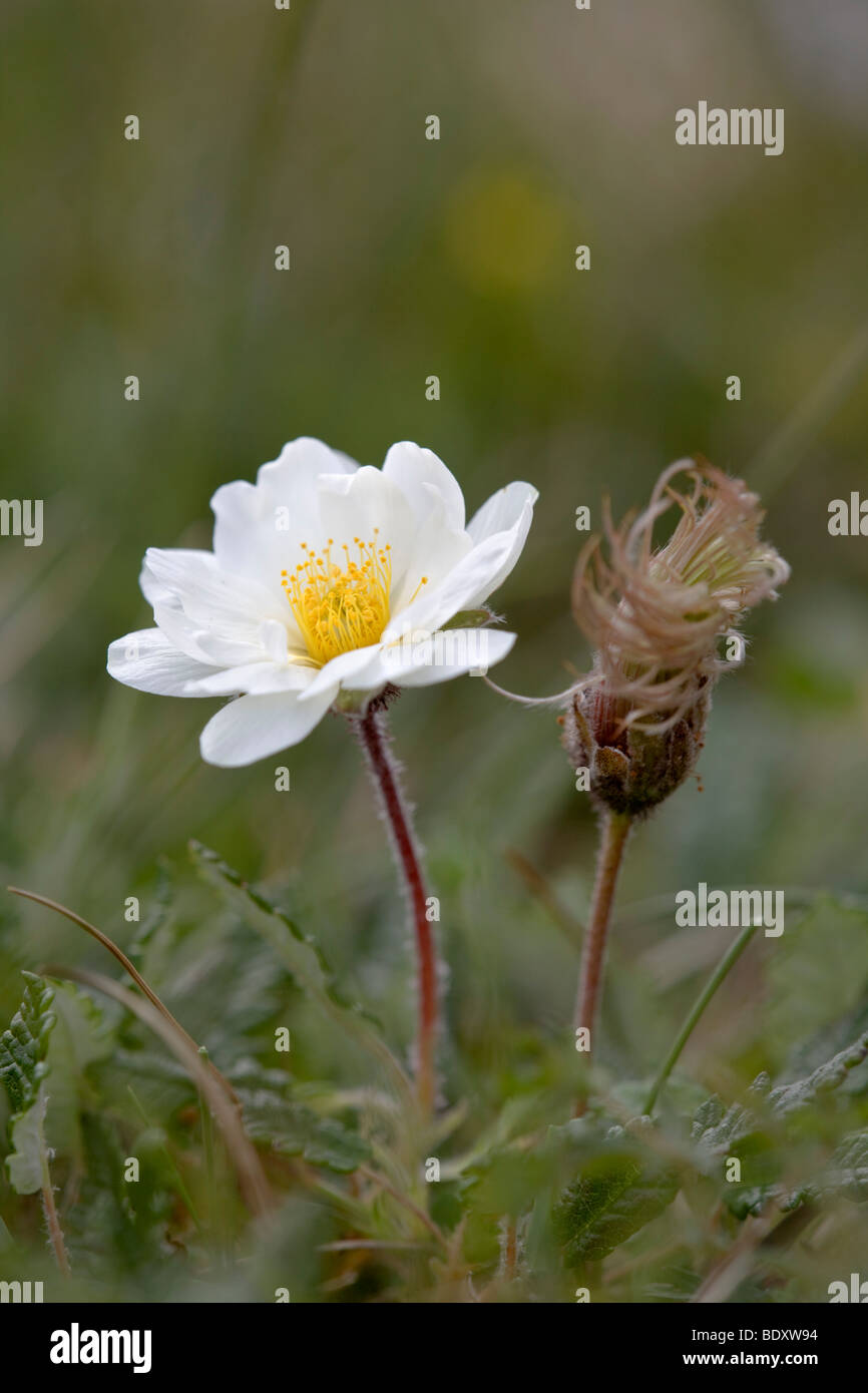 Mountain avens; Dryas octopetala Foto Stock