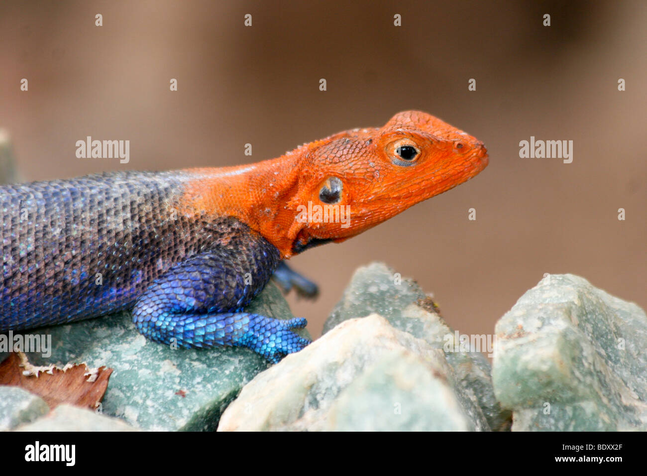 Africa, Tanzania, Mwanza Flat-Headed Rock AGAMA SA (AGAMA mwanzae), Foto Stock