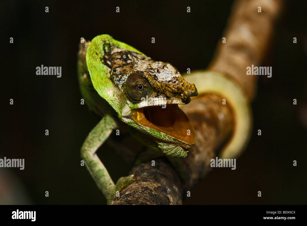 Chameleon (Calumma spec.), aggressiva postura, Madagascar, Africa Foto Stock