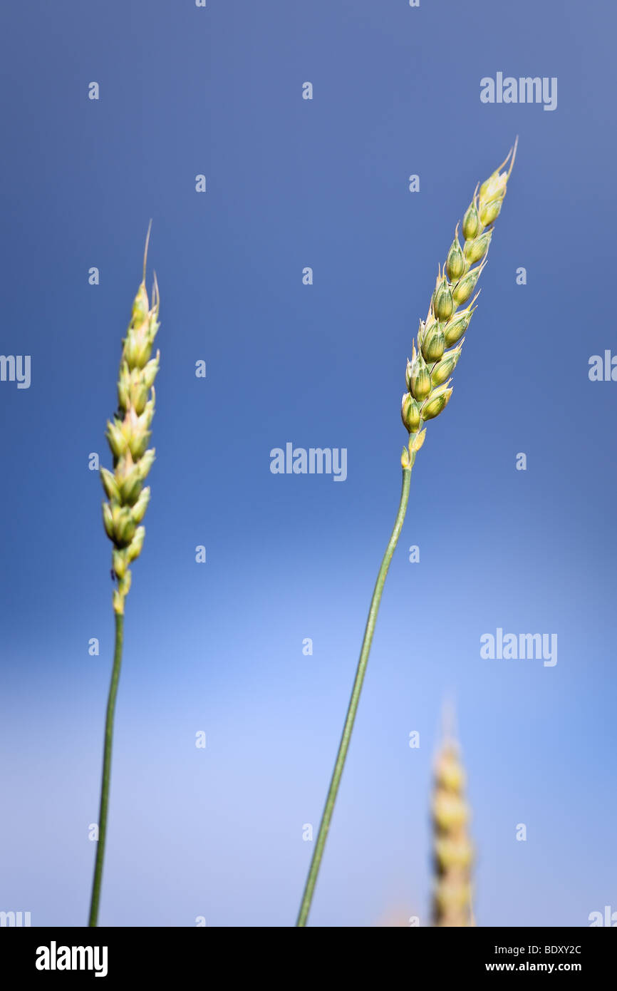 Close up di steli di grano, Pembina Valley, Manitoba, Canada Foto Stock