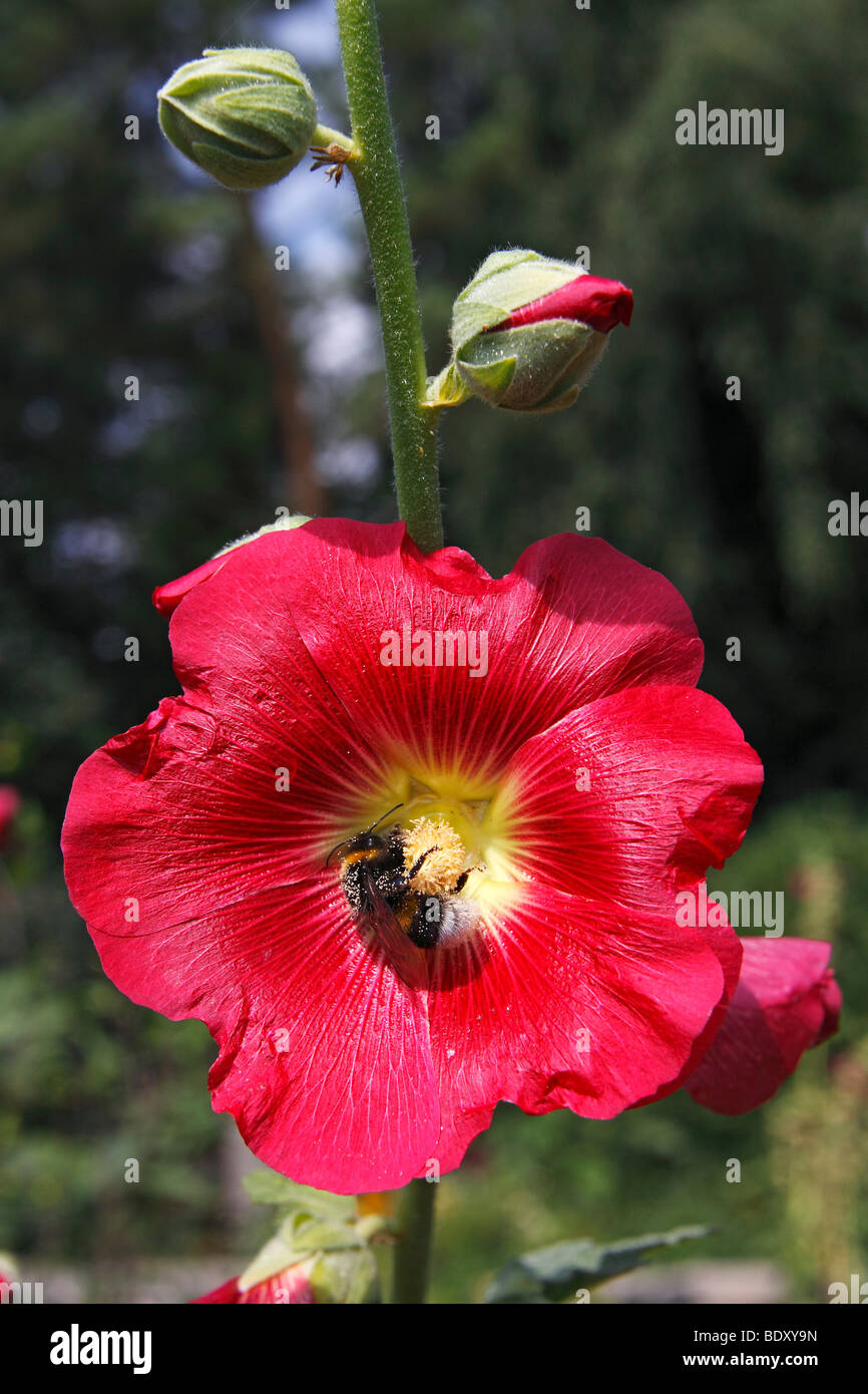Rosso Hollyhock comune (Alcea rosea, Althaea rosea) con Buff-tailed bumblebee, grande massa bumblebee (Bombus terrestris) Foto Stock