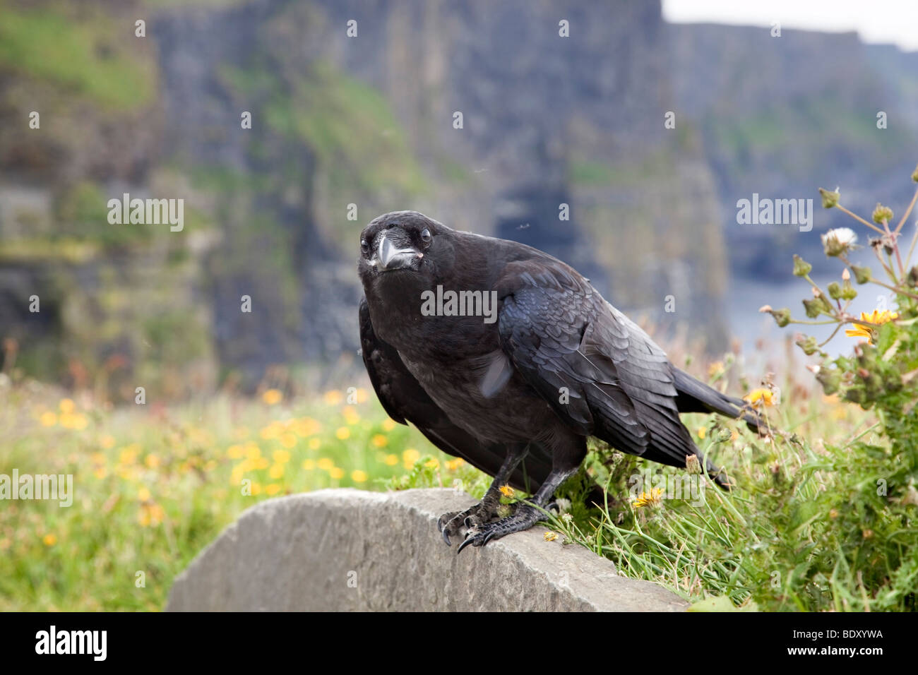 Raven; Corvus corax; Foto Stock
