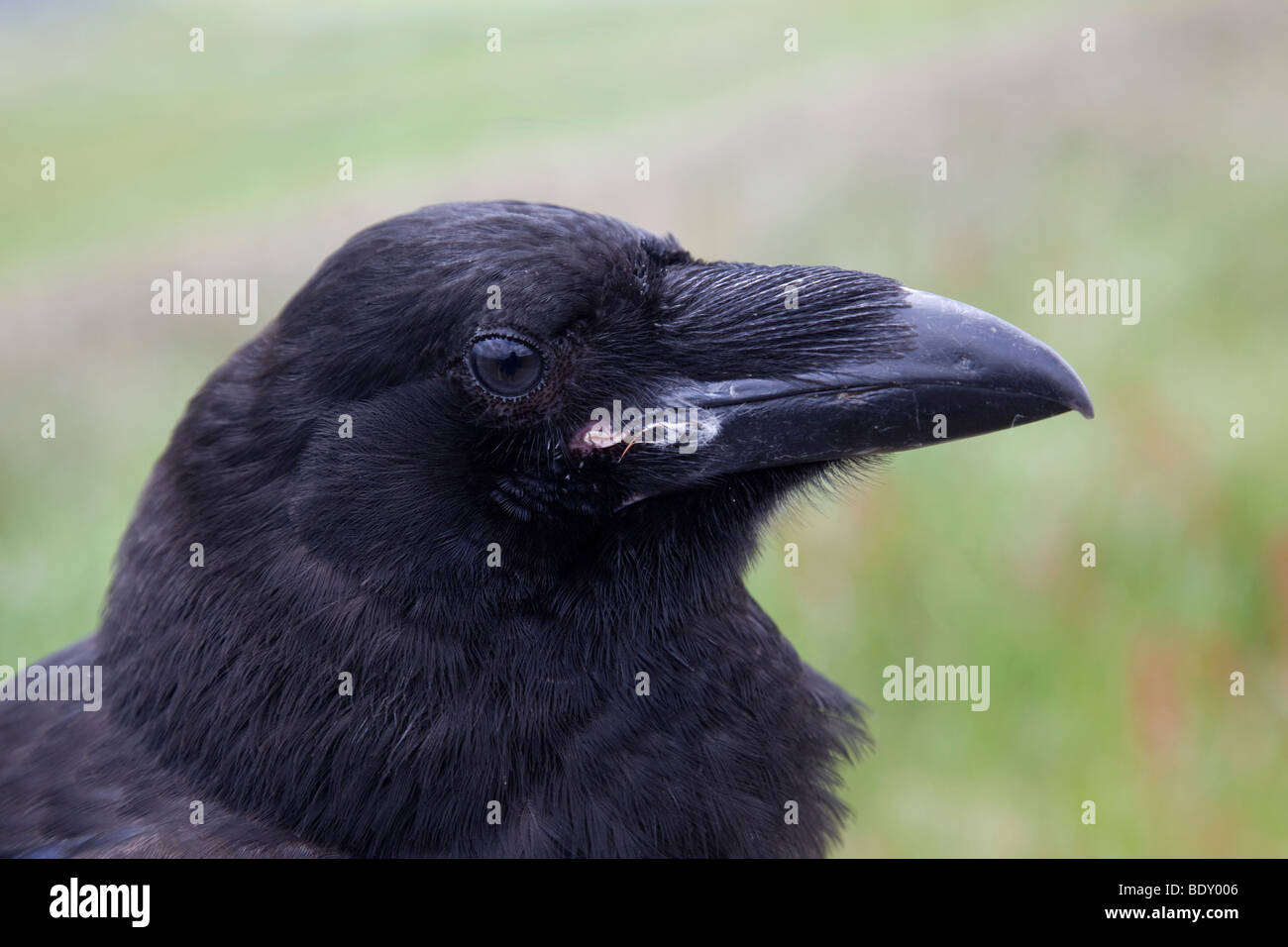 Raven; Corvus corax; ritratto Foto Stock
