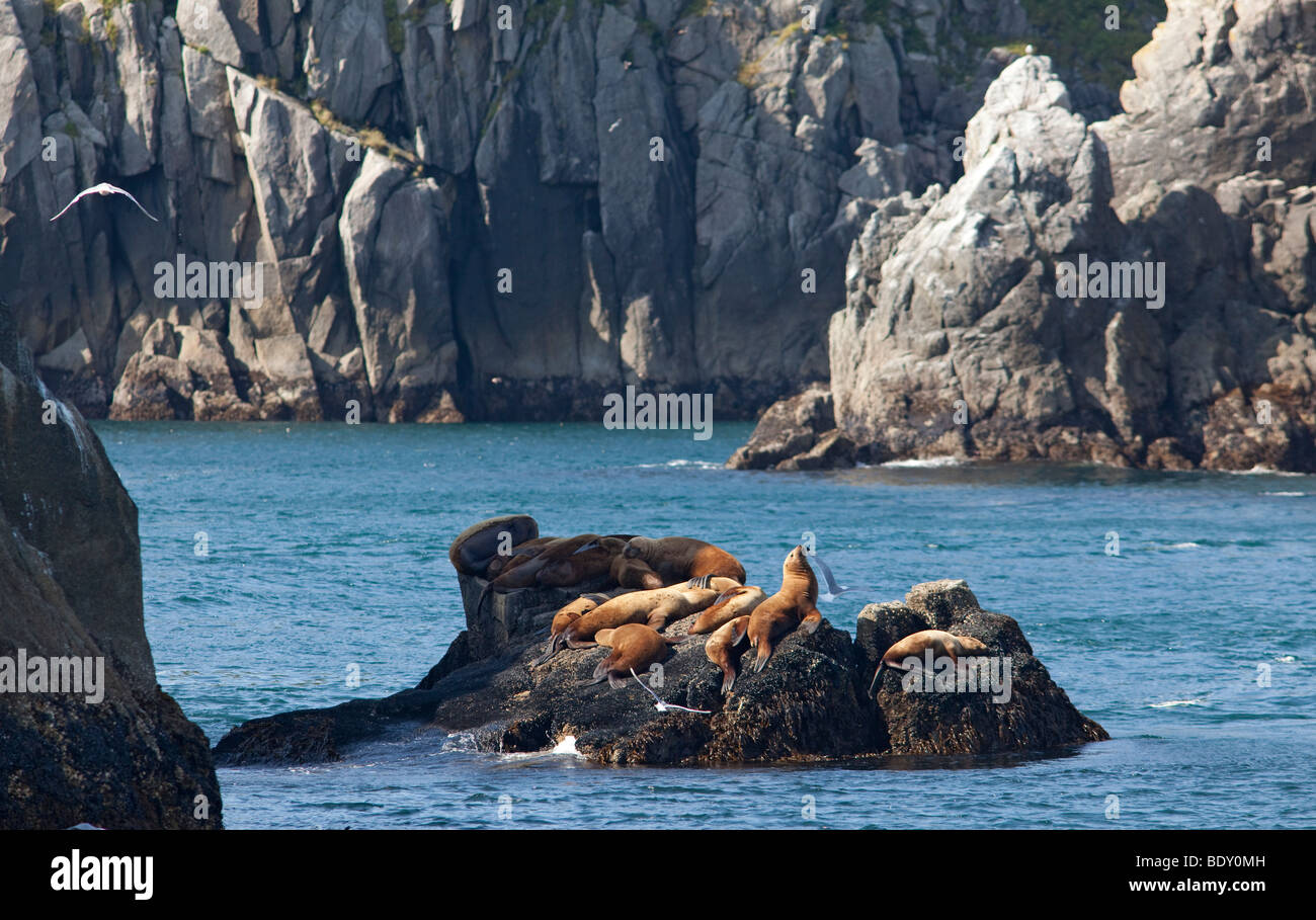 Seward, Alaska - Steller leoni di mare in appoggio su una roccia nel Parco nazionale di Kenai Fjords. Foto Stock