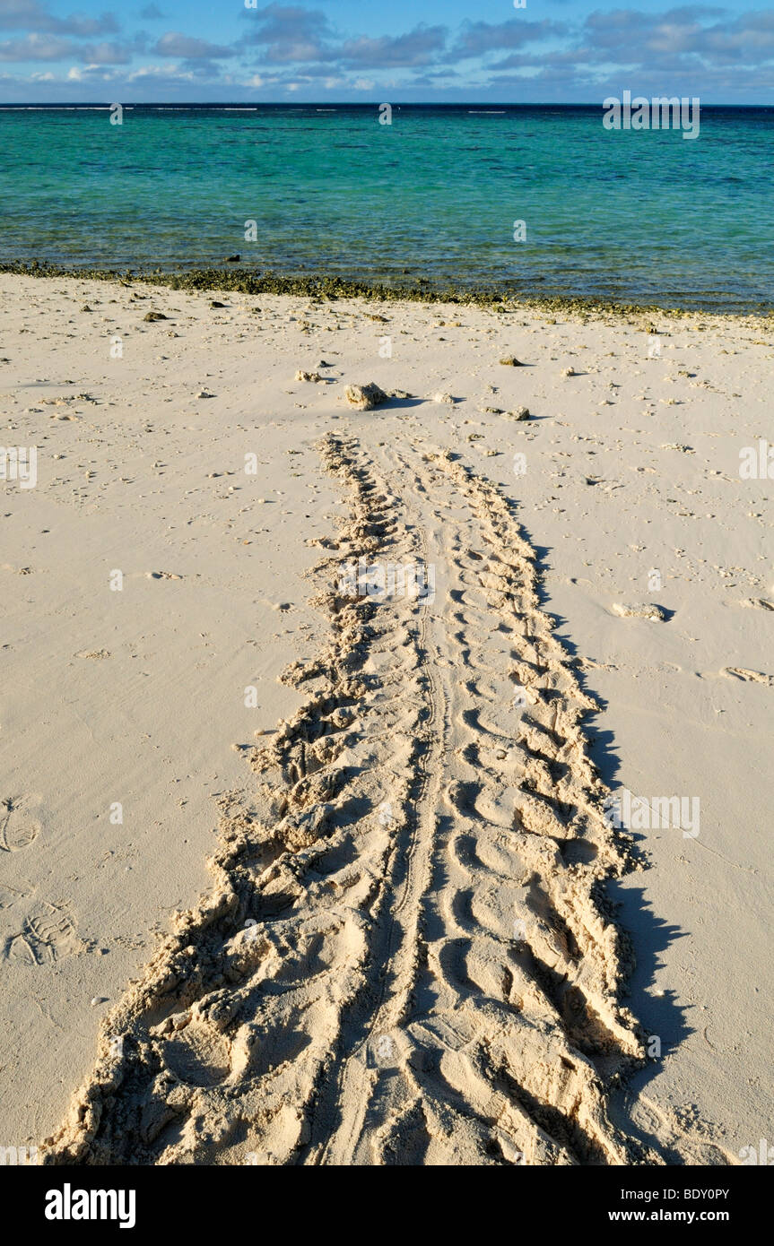 La via di una tartaruga verde sulla spiaggia di l'Isola Heron, Capricornia Cays National Park, della Grande Barriera Corallina, Queensland, Austr Foto Stock