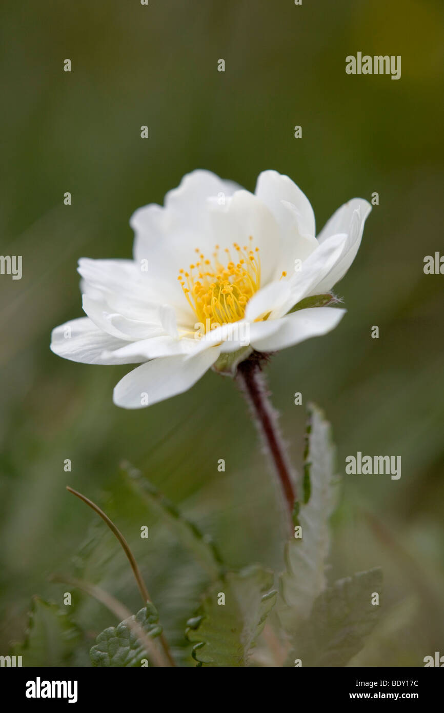 Mountain avens; Dryas octopetala Foto Stock