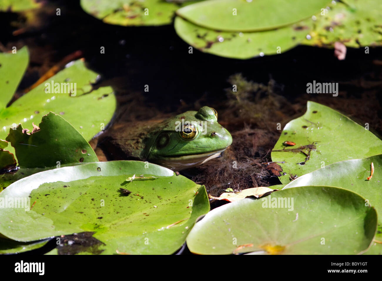 Bullfrog seduti in un stagno poco profondo con acqua lillies Foto Stock