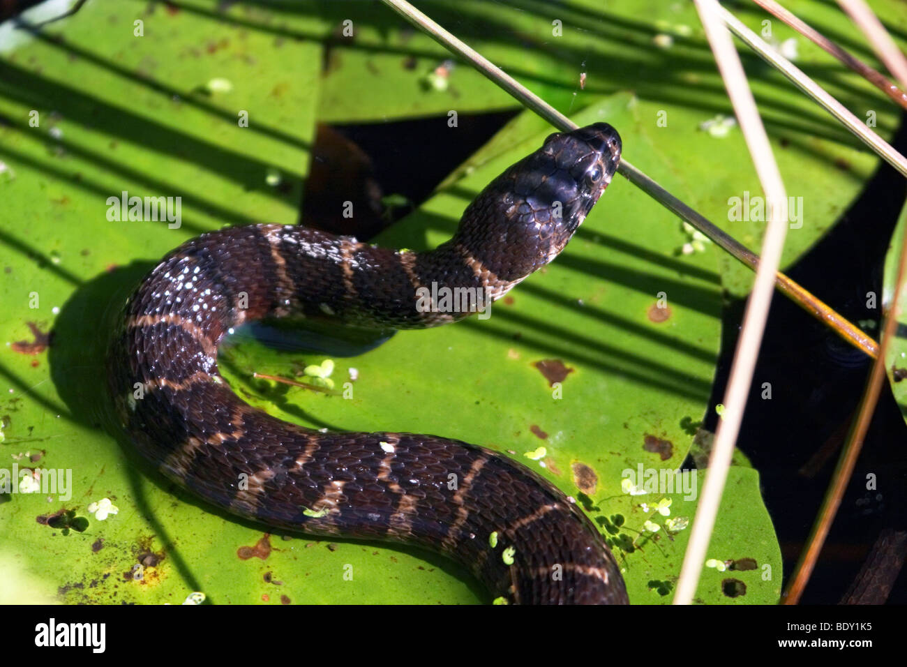 Comune acqua marrone Snake Foto Stock