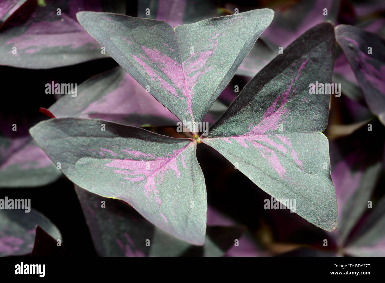 Viola, falso o fortunati Shamrock (Oxalis regnellii atropurpurea o Oxalis triangularis) Foto Stock