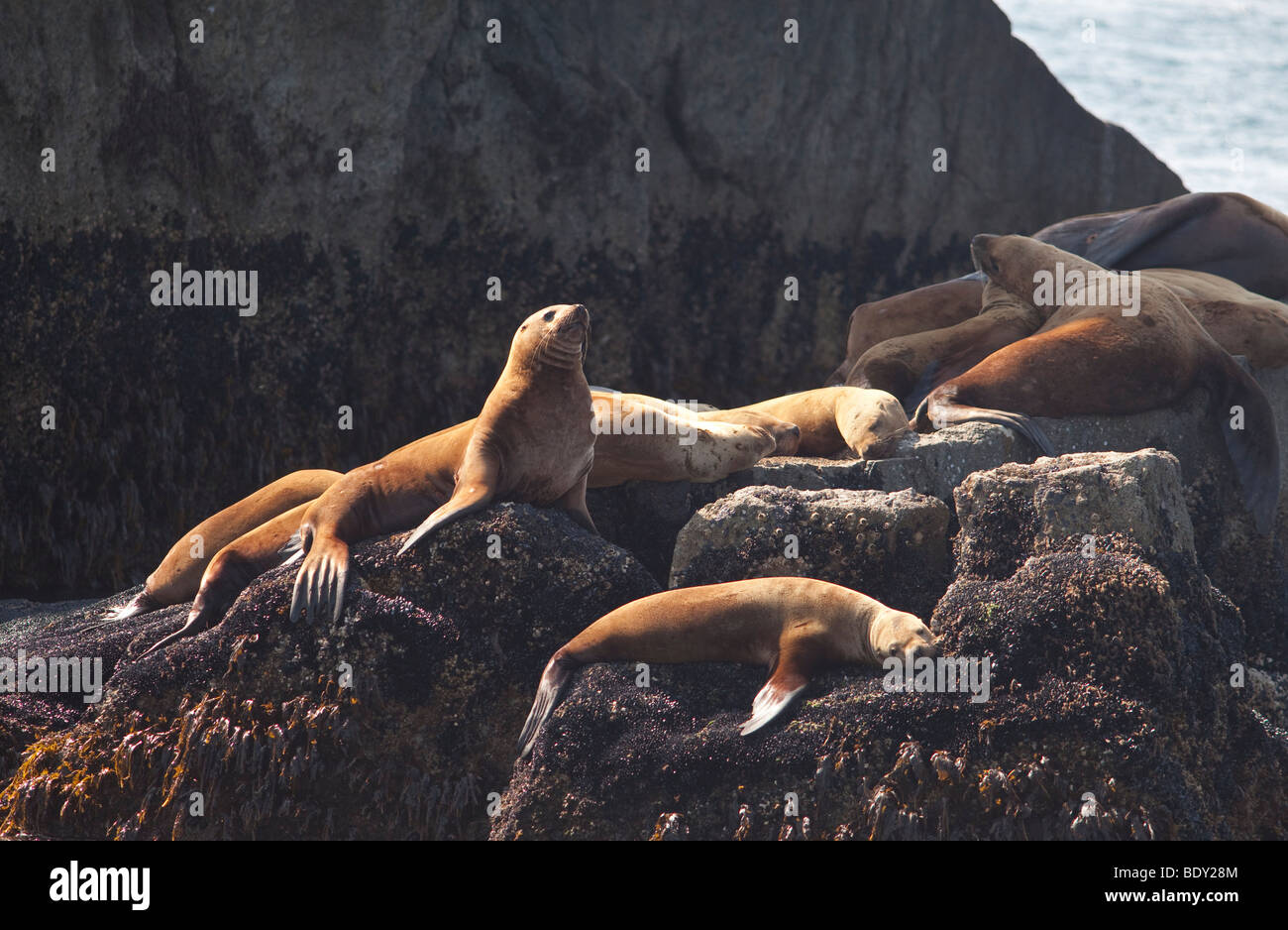 Seward, Alaska - Steller leoni di mare in appoggio su una roccia nel Parco nazionale di Kenai Fjords. Foto Stock