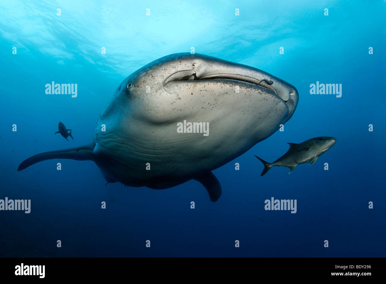 Squalo balena (Rhincodon typus), Isola di Darwin, Arcipelago delle Galapagos, Sito Patrimonio Mondiale dell'UNESCO, Ecuador, Sud America, Pacifi Foto Stock