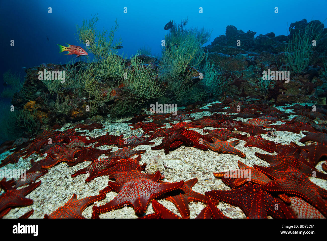 Raccolta di Knobby Stella Stella Marina (Pentaceraster cumingi) sabbia sul terreno di fronte a un reef, messicano Hogfish (Bodianus diplota Foto Stock