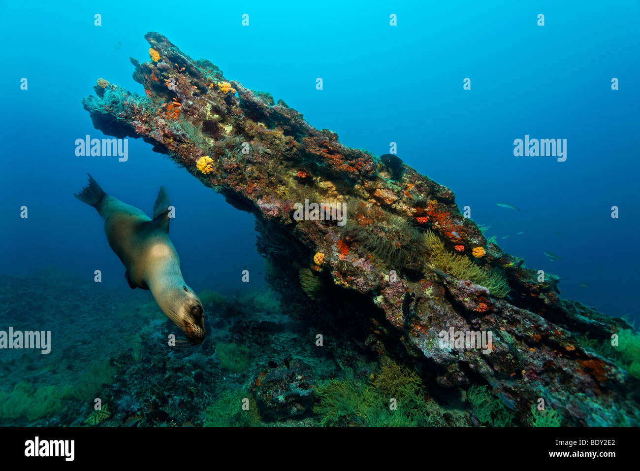 Diagonale scogliera di roccia con Galapagos femmina pelliccia sigillo (Arctocephalus galapagoensis), cugina di roccia, Sito Patrimonio Mondiale dell'UNESCO, Galap Foto Stock