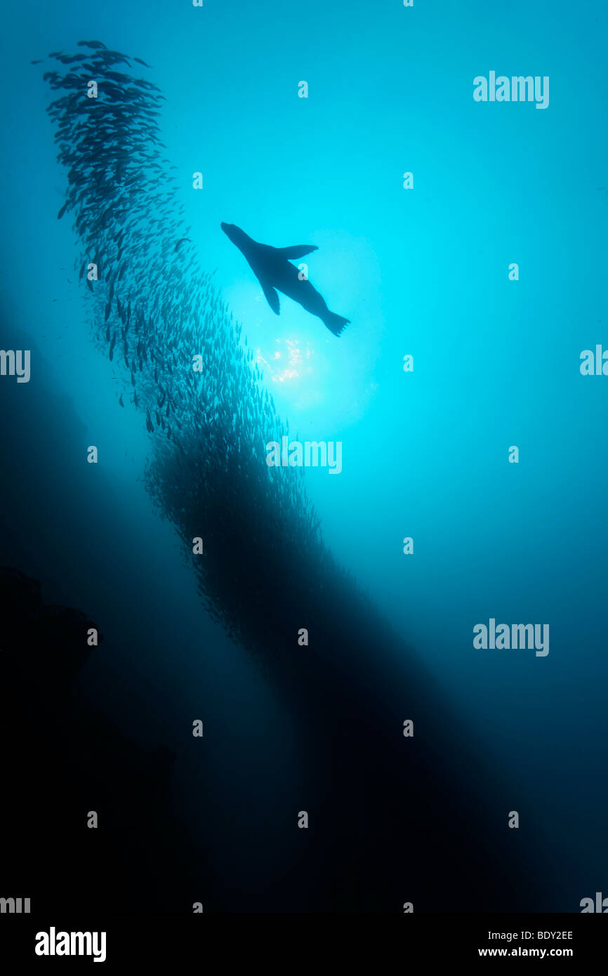 Le Galapagos pelliccia sigillo (Arctocephalus galapagoensis) caccia un grande secca delle strisce nere salpe (Xenocys jessiae), cugina di roccia, Foto Stock