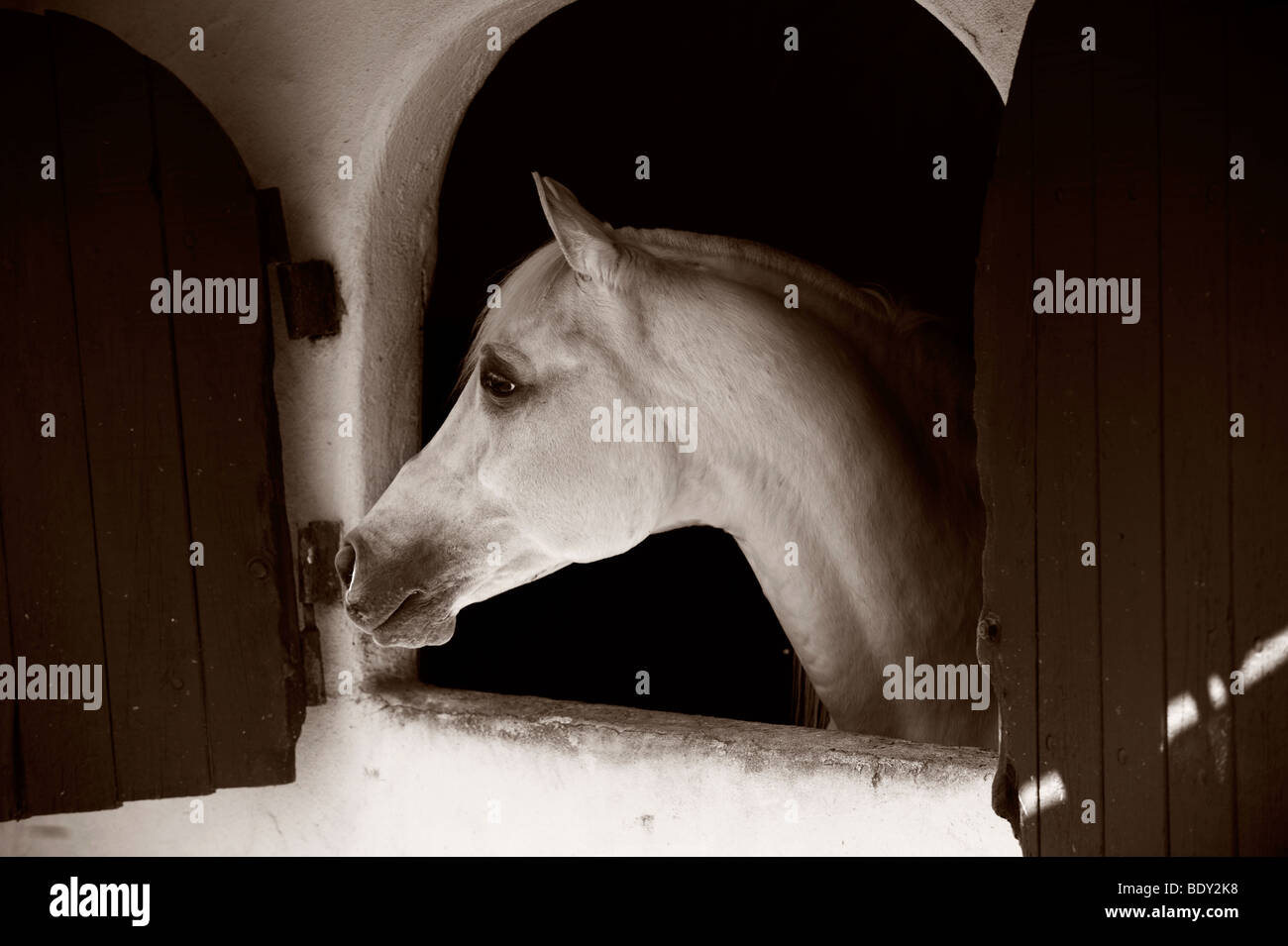 Arabian Horse guardando fuori dalla finestra di stallo Foto Stock