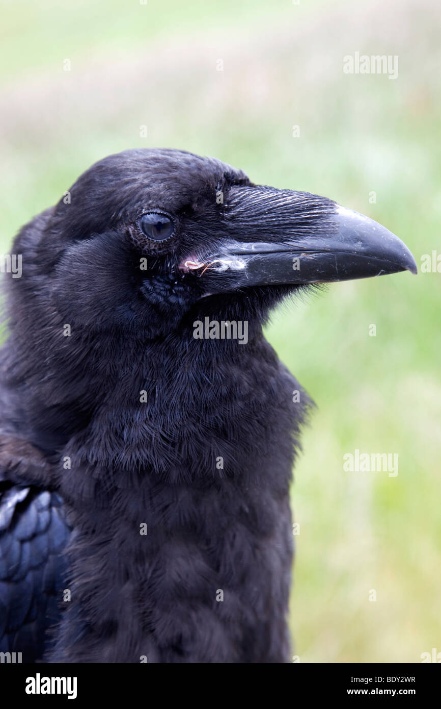 Raven; Corvus corax; ritratto Foto Stock