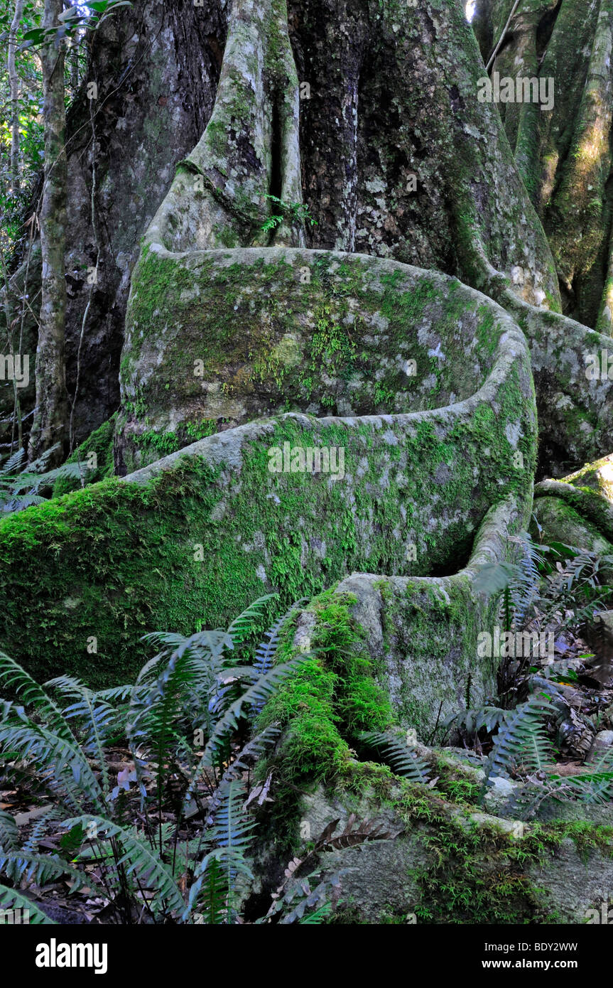 Taproots tipica di un albero gigante nel Parco Nazionale di Lamington, Queensland, Australia Foto Stock