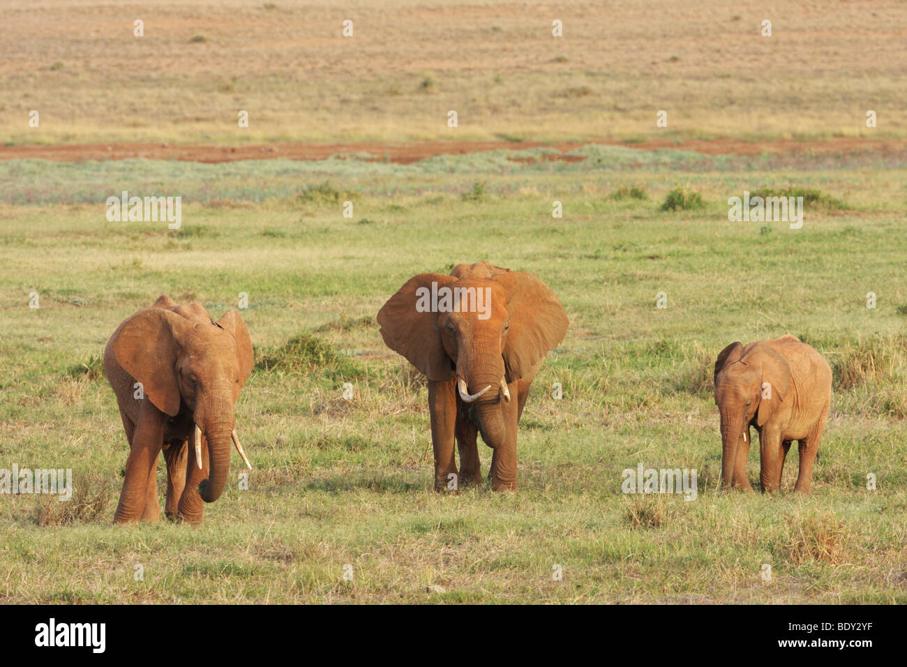 In Africa la famiglia di elefante africano (Loxodonta africana) nel parco nazionale orientale di Tsavo, Kenya, Africa Foto Stock