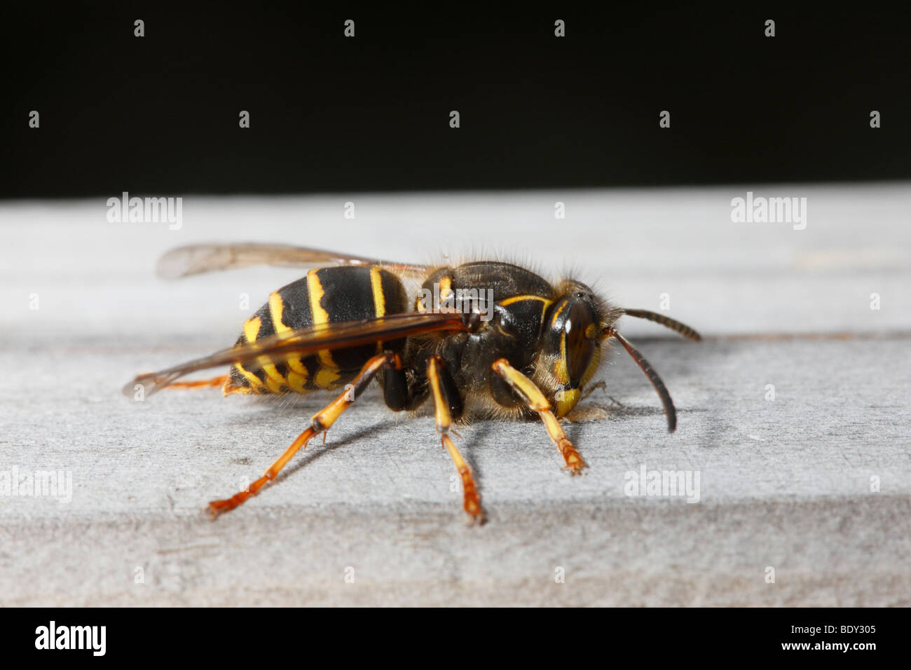 Wasp mediano masticare corrimano in legno per raccogliere il materiale per costruire il nido. Foto Stock