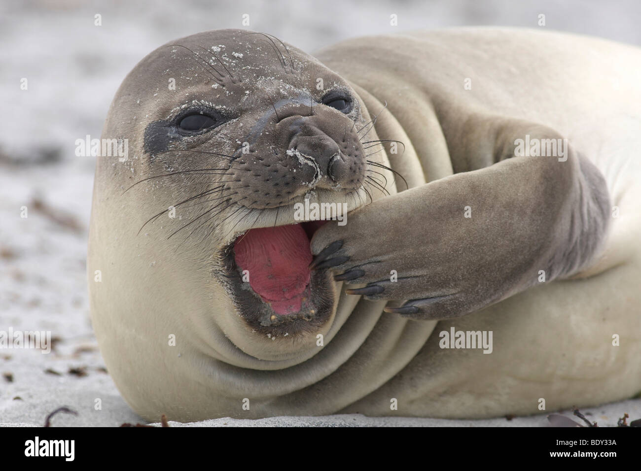 Elefante marino del sud (Mirounga leonina), Isole Falkland Foto Stock