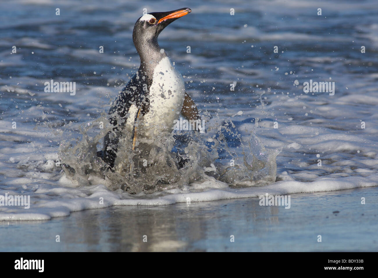 Pinguino Gentoo (Pygoscelis papua), Volunteer Point, Isole Falkland Foto Stock