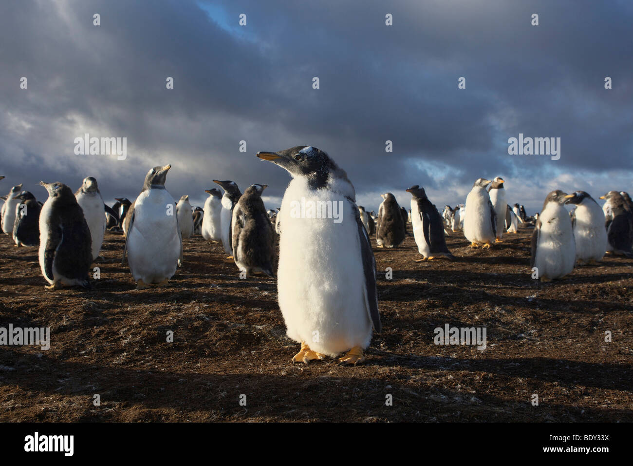 I pinguini di Gentoo (Pygoscelis papua), Isole Falkland Foto Stock