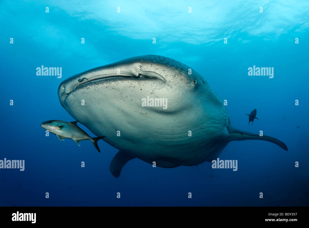 Squalo balena (Rhincodon typus), Isola di Darwin, Arcipelago delle Galapagos, Sito Patrimonio Mondiale dell'UNESCO, Ecuador, Sud America, Pacifi Foto Stock