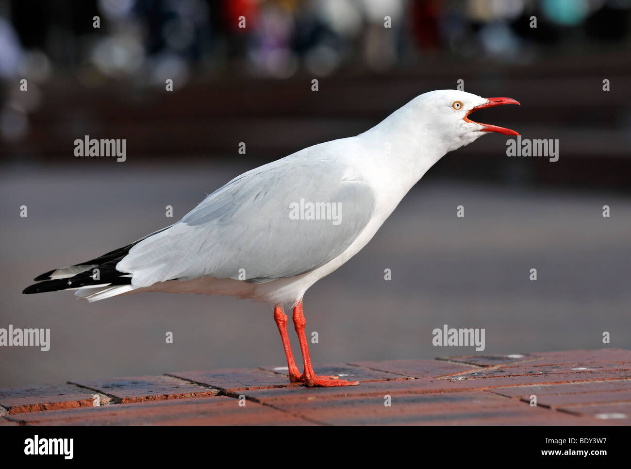 Gabbiano di argento, anche Gabbiano (Chroicocephalus novaehollandiae), Nuovo Galles del Sud, Australia, chiamando Foto Stock